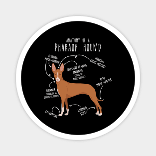 Pharaoh Hound Dog Anatomy Magnet